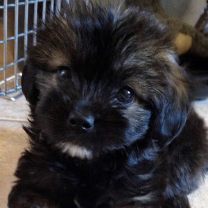 Meet your Posher, Chewy